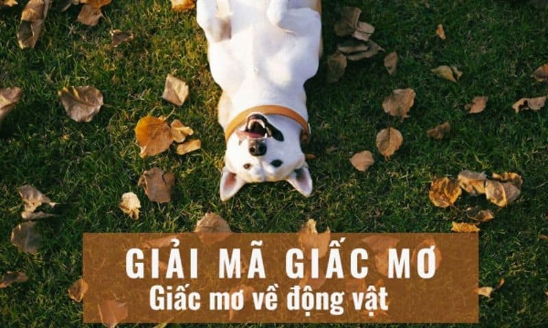 Giấc mơ gặp các loài động vật